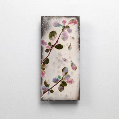 berberis by helen michie