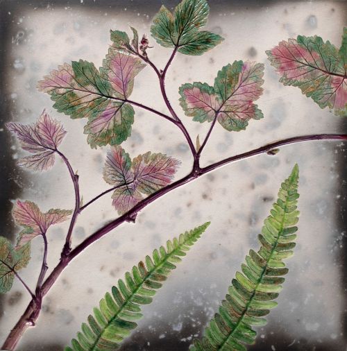 bramble and fern by helen michie