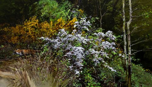 spring fox by alan b hayman