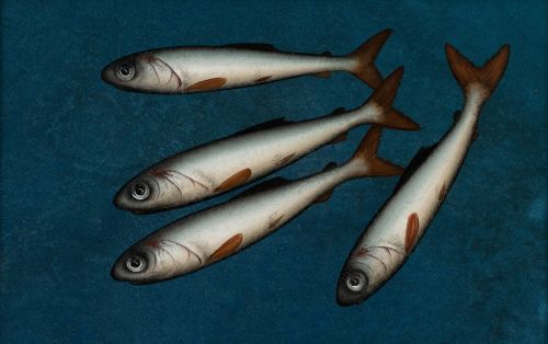 four on blue by donald provan