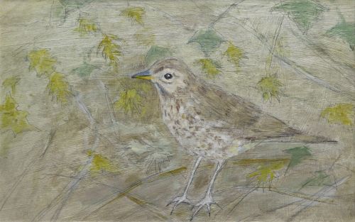 song thrush by Joyce gunn cairns