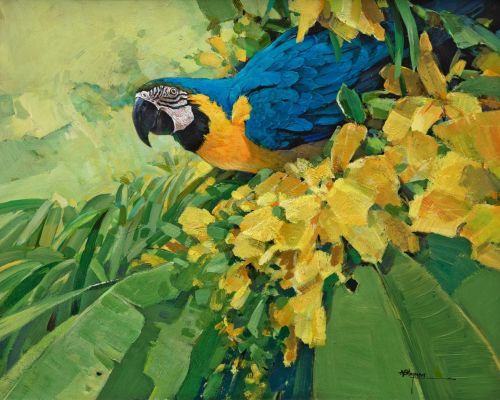 blue and gold macaw by Alan B Hayman