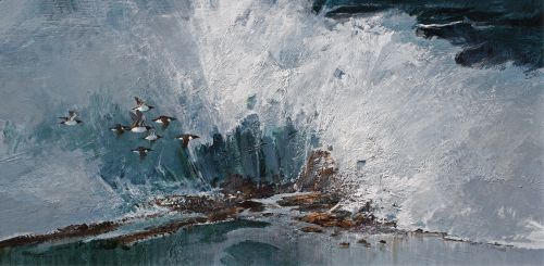 Guillemots | Alan B Hayman