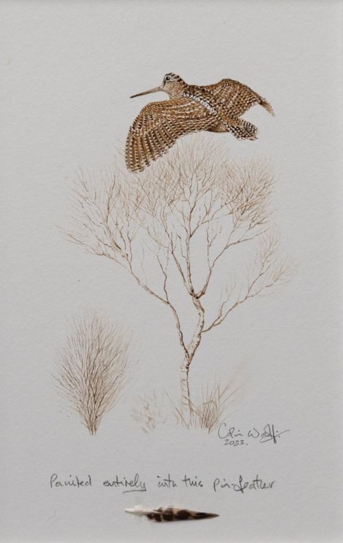 woodcock by Colin Woolf