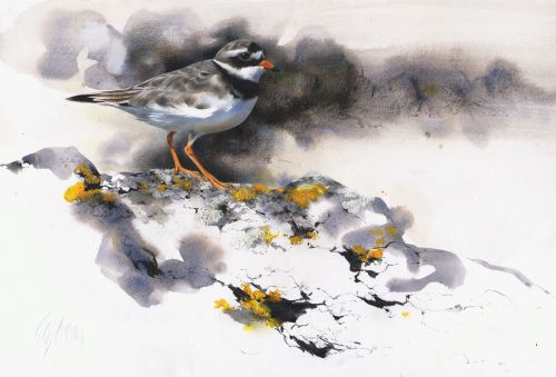 ringed plover, sanna by lucy newton