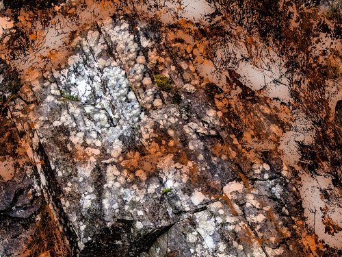 lichens by rhea banker
