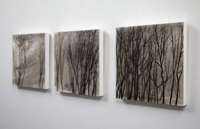 Bare Trees | Anna King