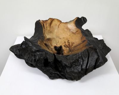 oak root from acharn, morvern 