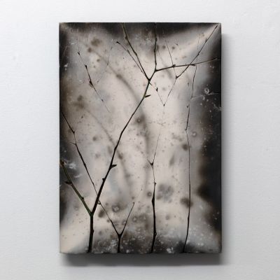 winter birch III by helen michie