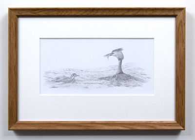 great crested grebe by colin woolf