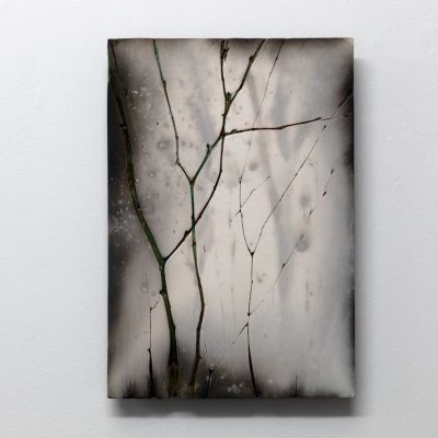 winter birch IV by helen michie