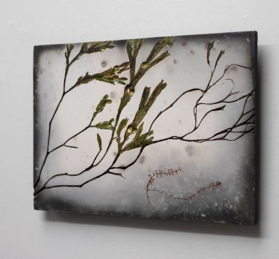 green & gold seaweed by helen michie