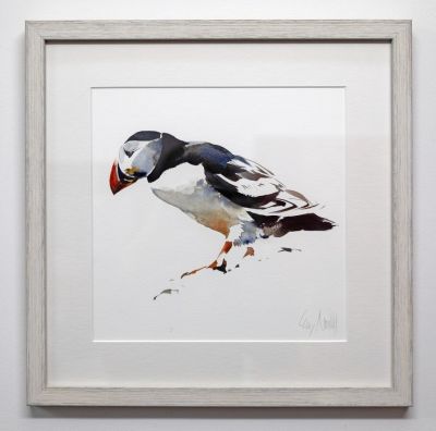 puffin, west coast by lucy newton
