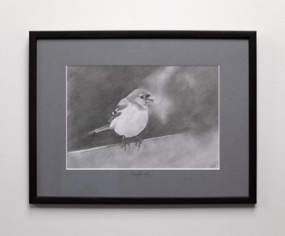 chaffinch by Siobhan Morison
