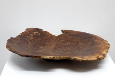 1894 Burr Oak from Acharn, Morvern | John Hodgson